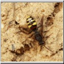 Nomada leucophthalma - Wespenbiene w01.jpg